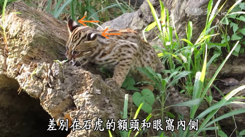 石虎外觀特徵