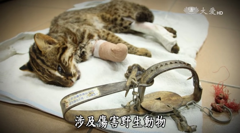 搶救被獸鋏夾住的石虎