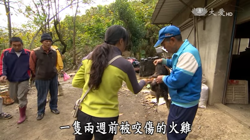 農家石虎出沒調查中