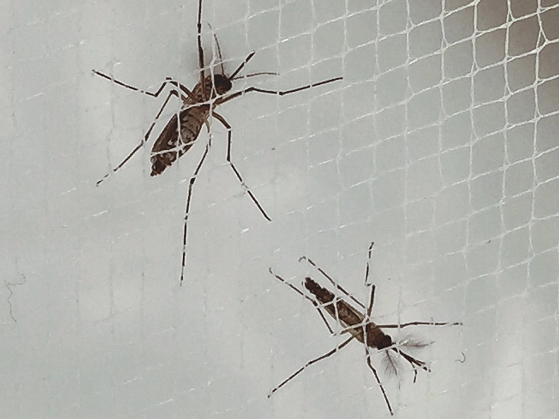 埃及斑蚊雌(左)與雄(右)，埃及斑蚊可以傳播茲卡病毒。（圖：National Institute of Allergy and Infectious Diseases, National Institutes of Health）