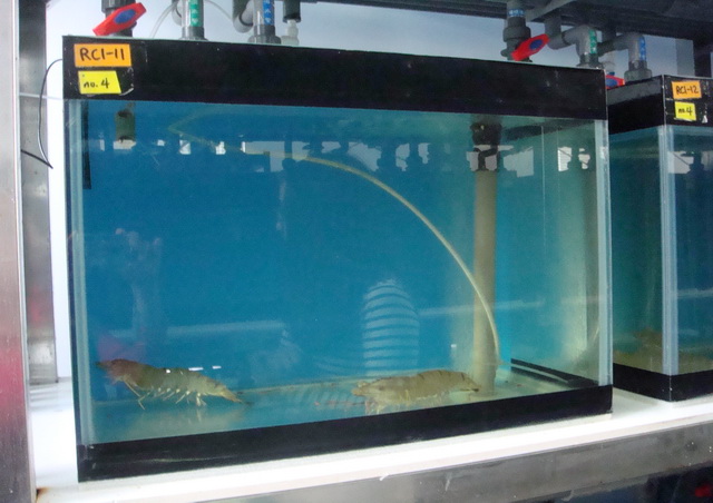 實驗室內的水族缸