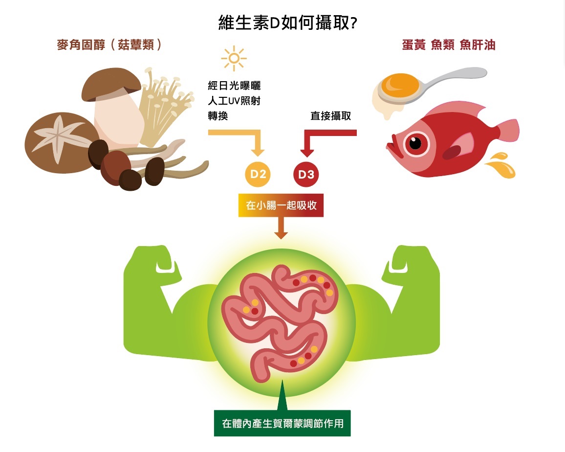 台灣的國民營養調查指出,國人的維生素D攝取量約為5微克上下,男女老少都一樣,表示菇蕈的加工與食物的選擇都還有很大的改善空間。若能善用UV處理的菇蕈類來補充,少量就有充足的功效。(圖片來源:撰稿團隊提供)