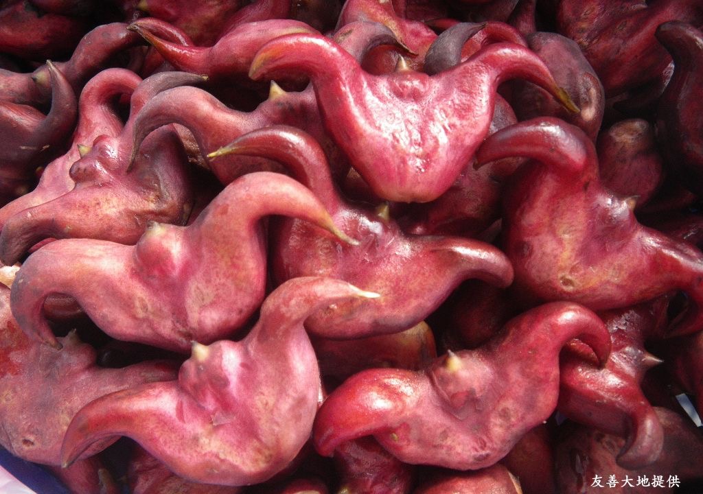兩角菱，剛採的新鮮菱角是紅色的。（圖／友善大地）