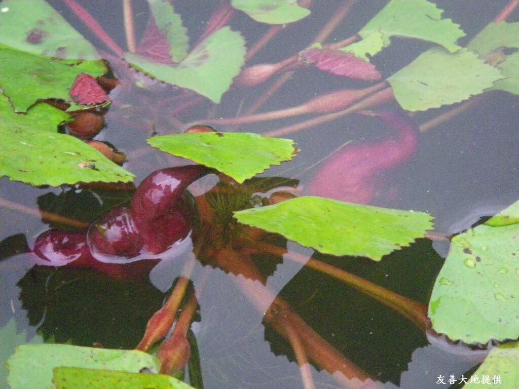 菱角。(圖片來源：友善大地)