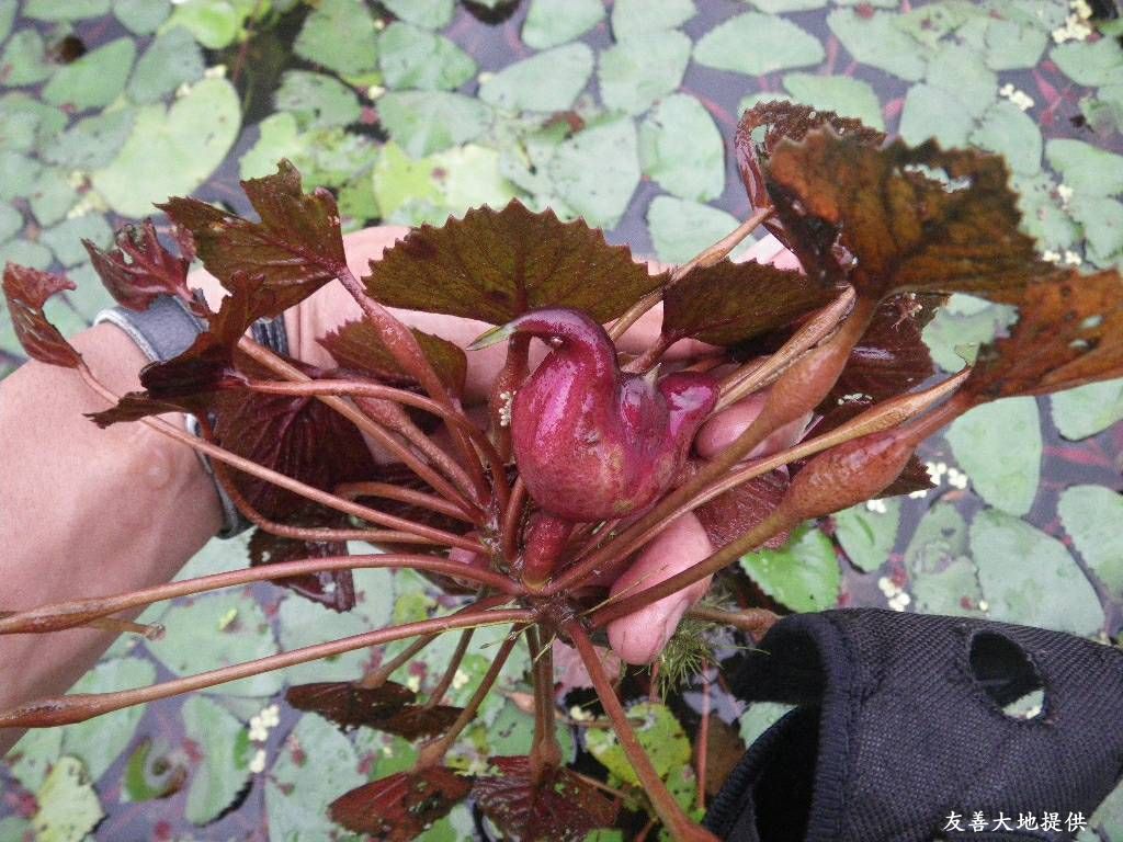 菱角。(圖片來源：友善大地)