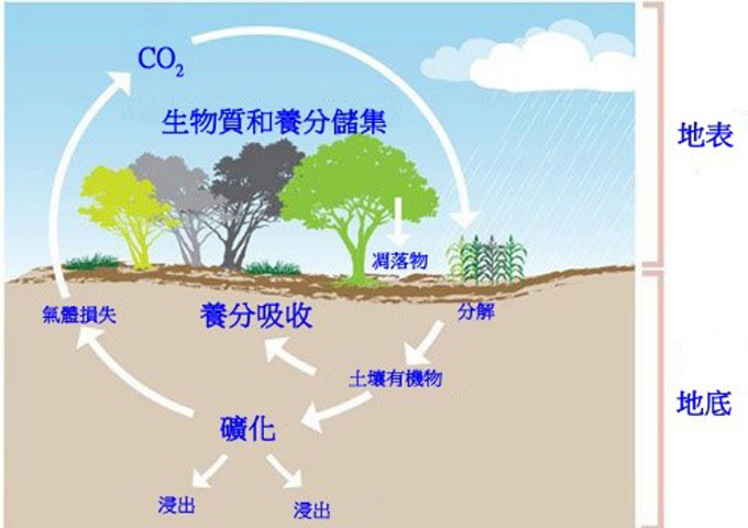 碳匯示意圖。碳匯指的是清除碳的過程與機制，途中的二氧化碳先被光合作作用被植物給吸收，再來分解進入土壤，再來礦化後分布在土壤中或回到大氣。（圖／Printerest，經撰稿團隊修改）