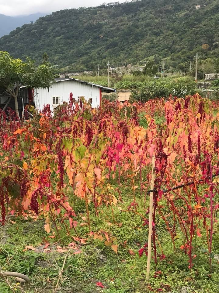 紅藜。（圖／羅盛達）