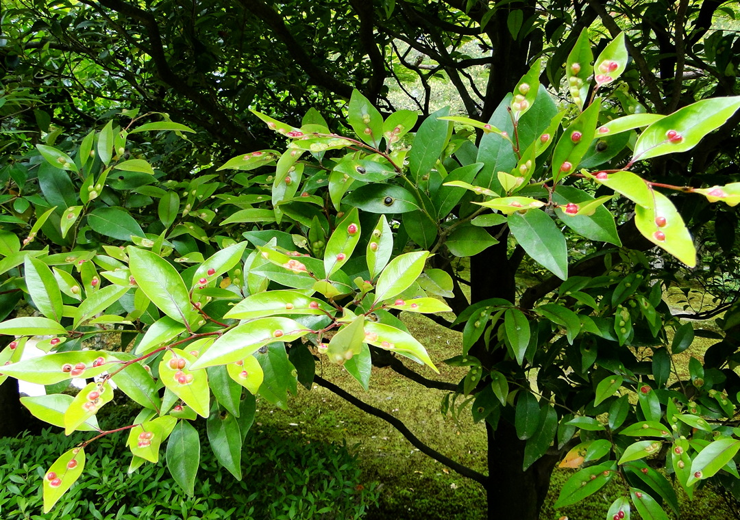 出現在金澤「兼六園」內，葉片上那些紅色、黑色的突起物就是色彩繽紛的蟲癭，遍布在整棵樹的葉片上，引人駐足圍觀。（圖／李讚虔）