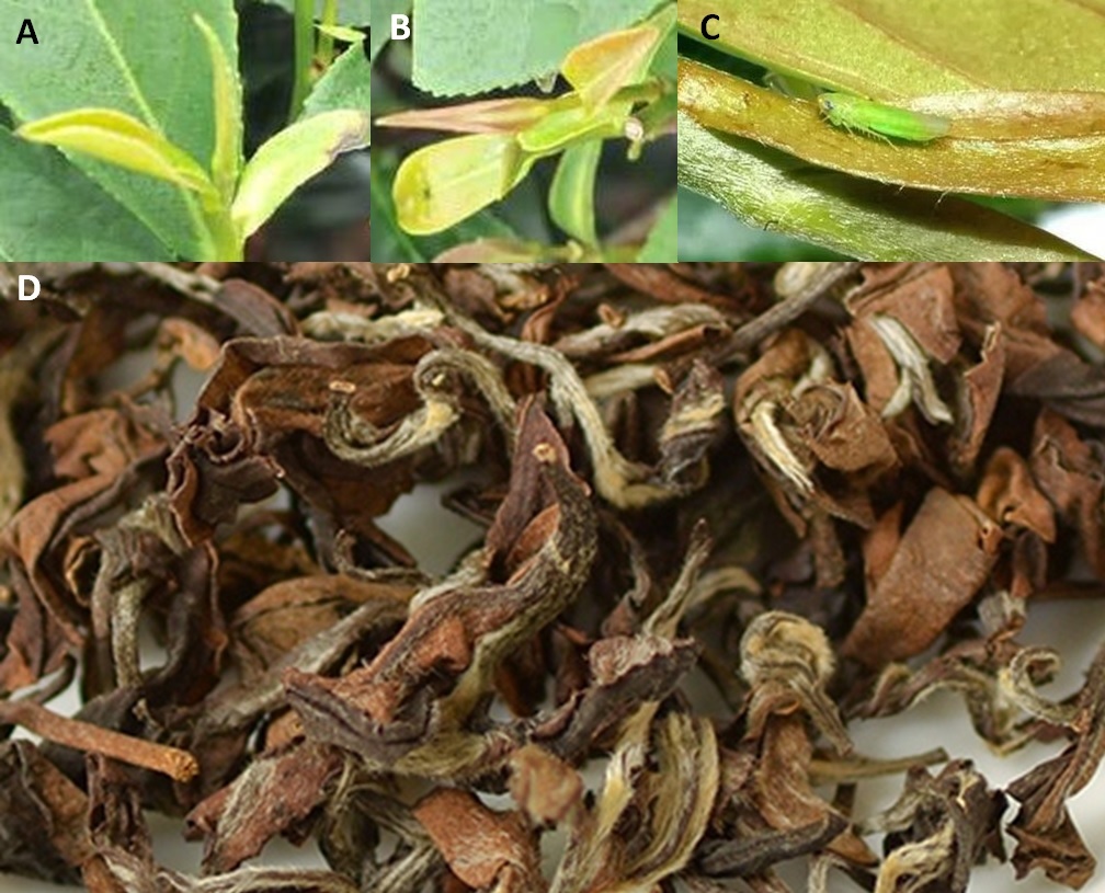 東方美人茶是由於(A)小綠葉蟬(Jacobiasca formosan)吸食了青心大冇的幼芽嫩葉後,造成芽葉萎黃、生長受抑制(B、C),茶葉內含物產生變化,而具有果香與蜜香的風味。(D)製成茶葉後,葉身呈白、綠、黃、紅、褐五色相間。(圖片來源:李讃虔)