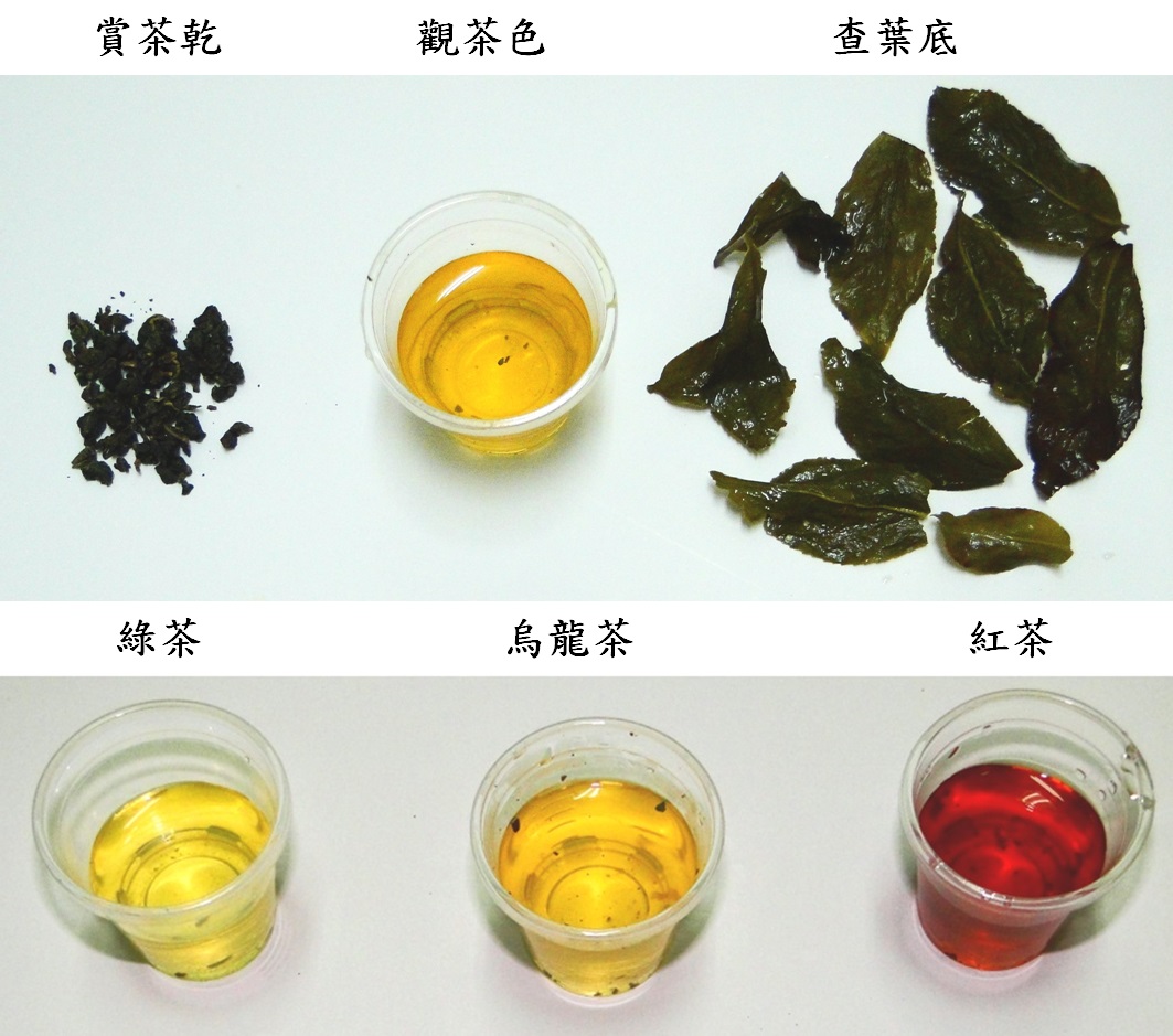 (上)賞茶三部曲:賞茶乾、觀茶色、查葉底。(下)三種不同發酵程度的茶湯顏色。綠茶:不發酵茶;烏龍茶:部分發酵茶;紅茶:全發酵茶。(圖片來源:李讃虔)