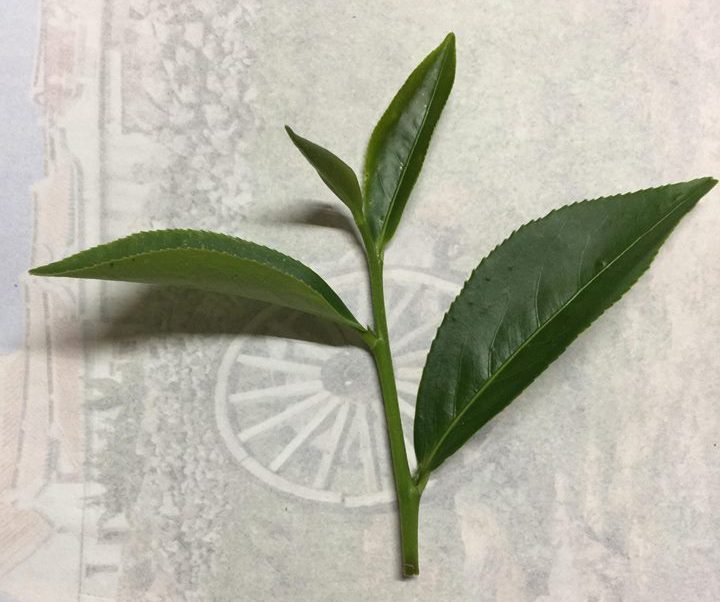 人工採茶一般為一心兩葉或一心三葉。(圖片來源:張灝嚴)