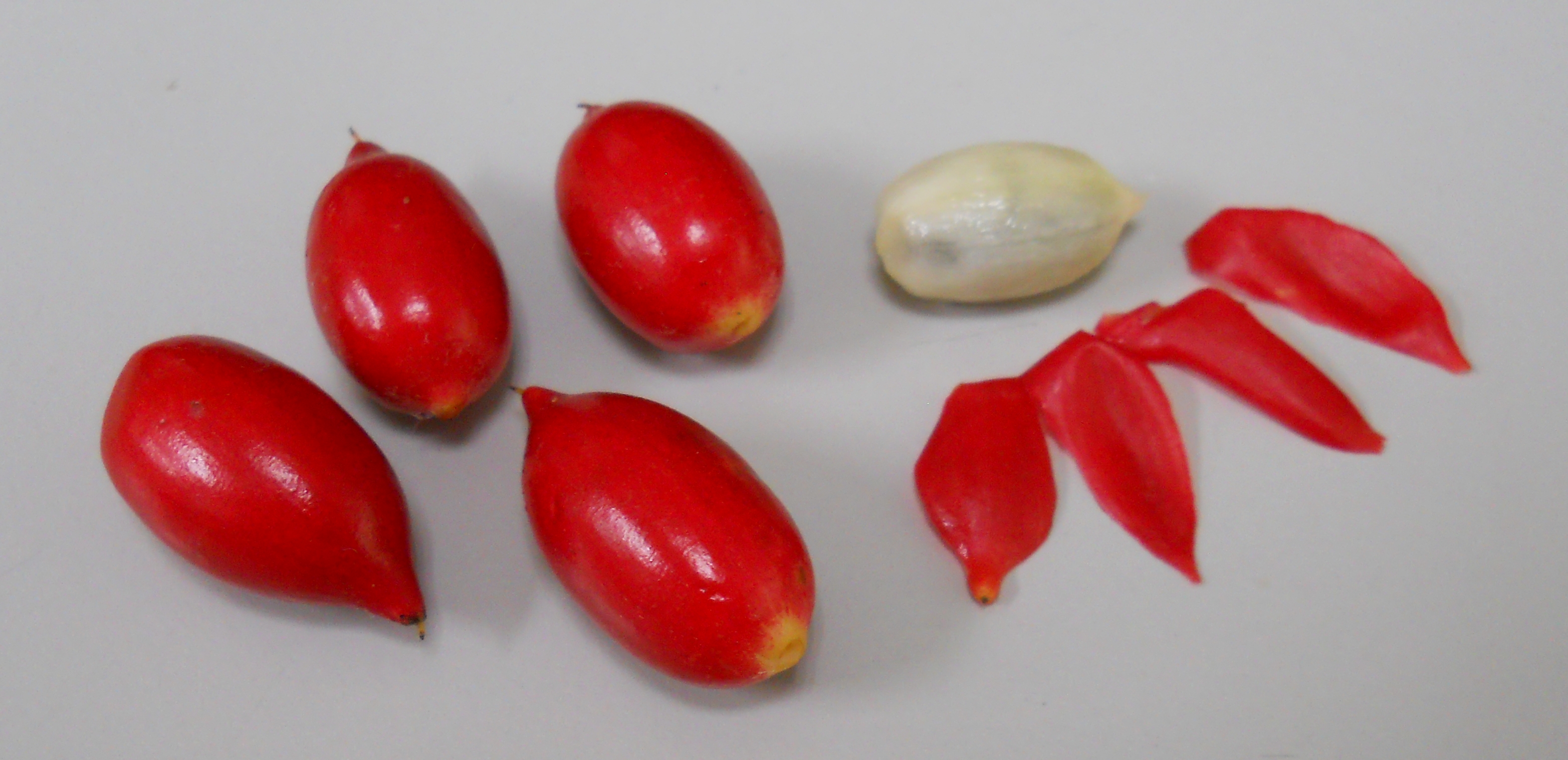 神秘果果皮為紅色，果肉為白色，果肉部分含有神秘果素，能將酸味味覺改成甜味味覺。