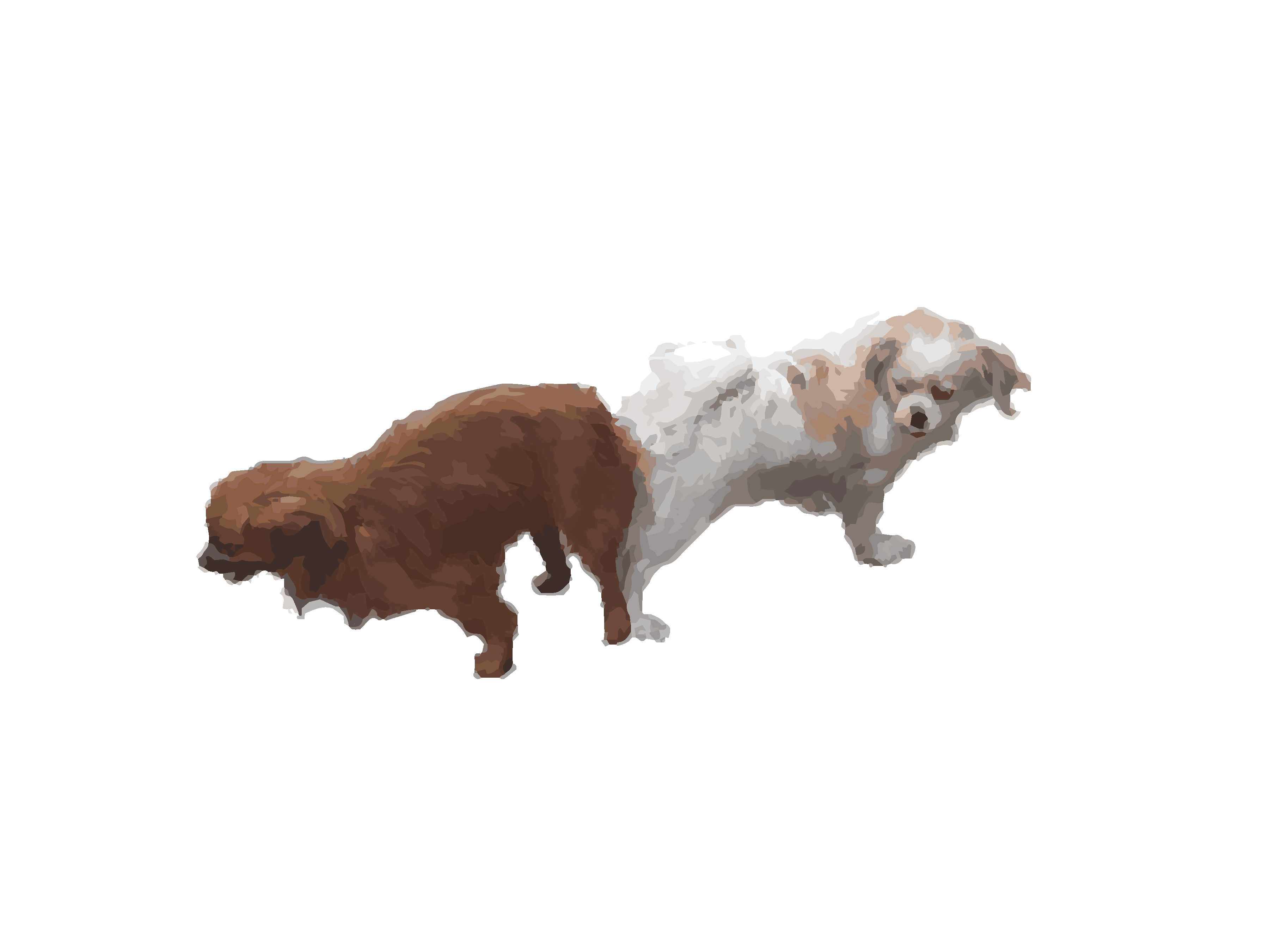 交配中的公狗與母狗。(圖片來源：Modified from image by Harald Groven.)  https://cdn.citl.illinois.edu/courses/ansc207/week7/dog_repro/images/slides/slide3full.jpg)