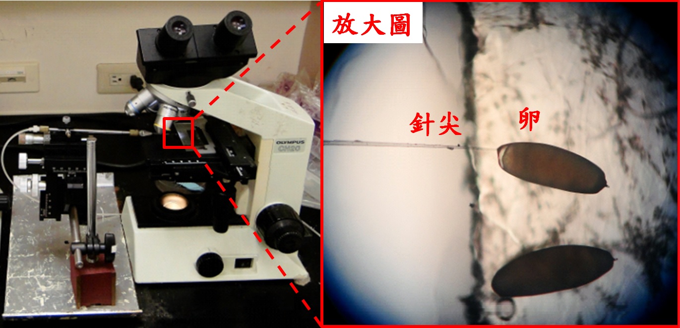 顯微注射法是將目標基因引流到針尖後，置於顯微鏡下操作，將目標基因注入卵母細胞內。