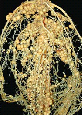 與豆科植物共生的根瘤菌（箭頭為根瘤，根瘤菌棲息在根瘤組織內）。