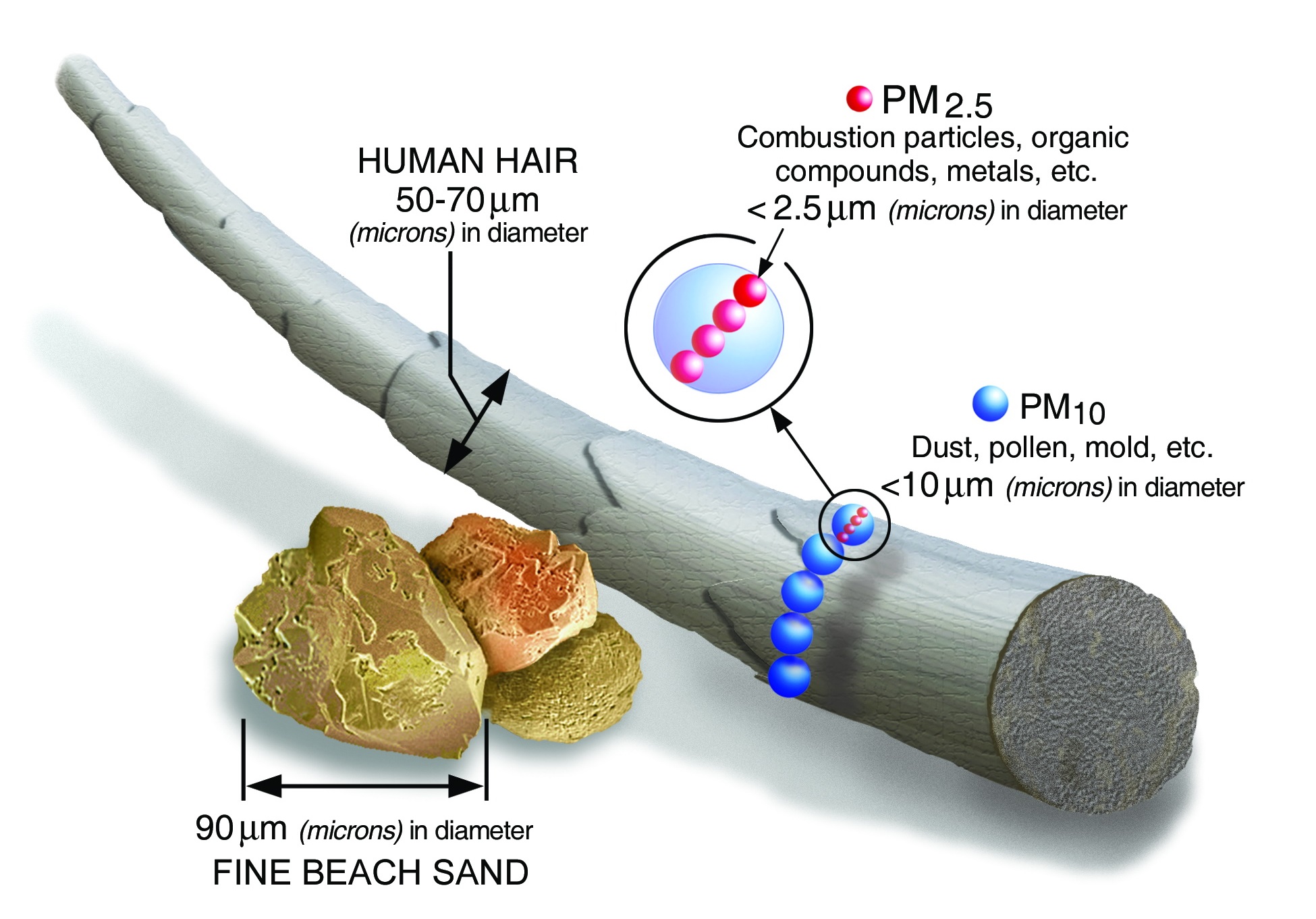 圖二：PM2.5和PM10大小示意圖（資料來源：https://sites.google.com/site/pm25opendata/what-is-pm2-5）