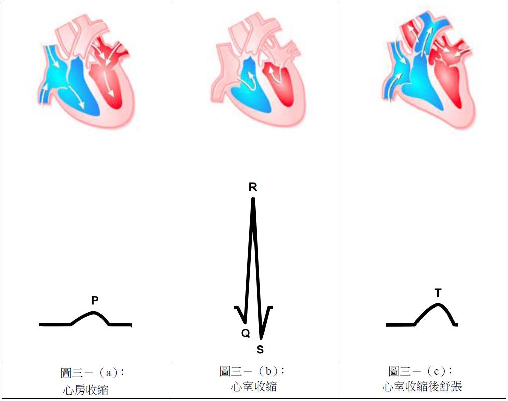 圖三：心臟狀態對照心電圖。（圖片來源：https://activity.ntsec.gov.tw/lifeworld/body_c7.html）
