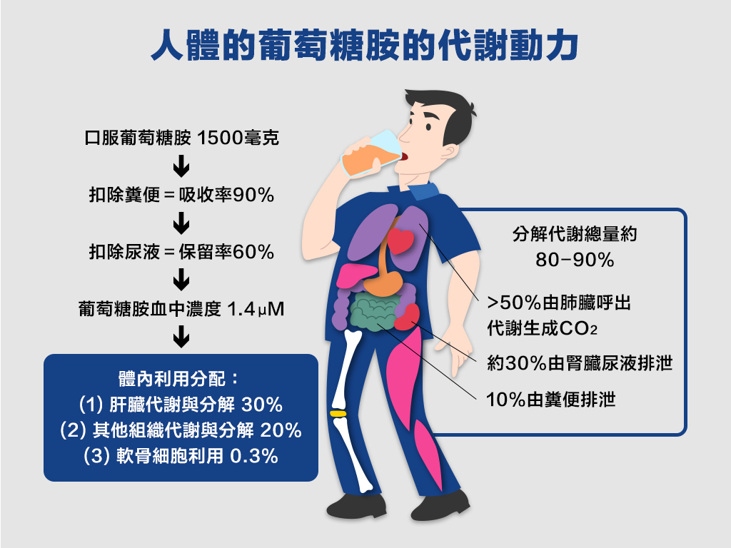 人體的葡萄糖胺代謝動力