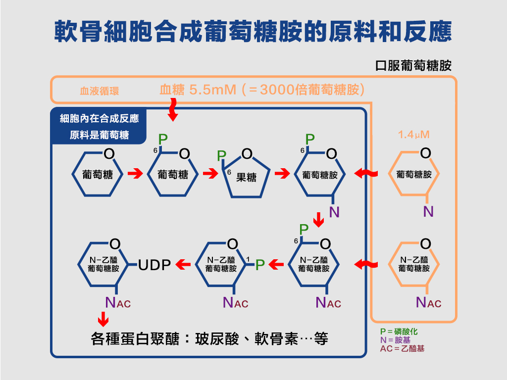 軟骨細胞合成葡萄糖胺的原料和反應