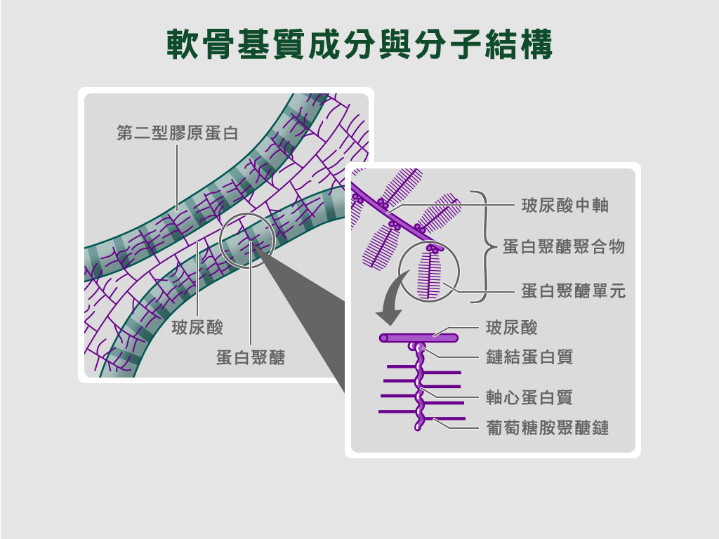 軟骨基質結構。