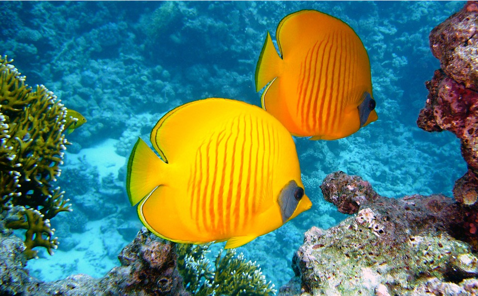 海洋魚類中借用斑點或假眼點來避敵的種類比比皆是。