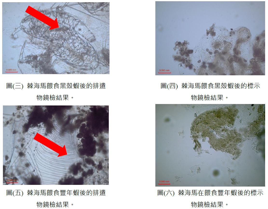圖(三) 棘海馬餵食黑殼蝦後的排遺物鏡檢結果。圖(四) 棘海馬餵食黑殼蝦後的標示物鏡檢結果。圖(五) 棘海馬餵食豐年蝦後的排遺物鏡檢結果。圖(六) 棘海馬在餵食豐年蝦後的標示物鏡檢結果。