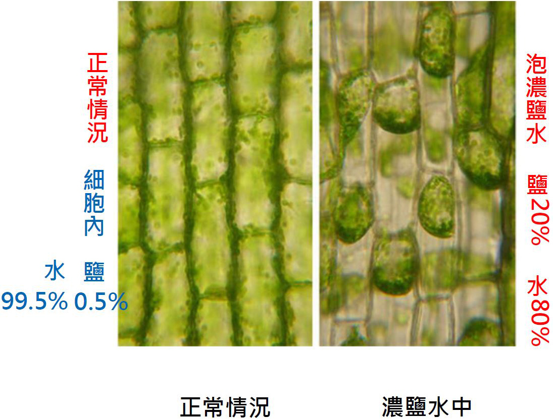 當有學生指出：水蘊草葉片細胞泡在濃鹽水中時，細胞膜萎縮了！和細胞壁分開了！其他學生也會看懂這樣的現象