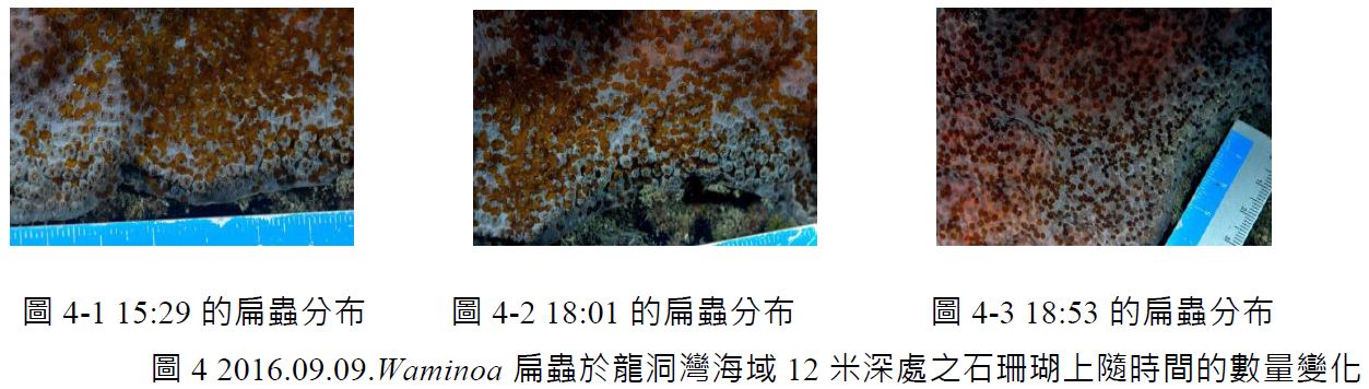 圖 4-1 15:29 的扁蟲分布、圖 4-2 18:01 的扁蟲分布、圖 4-3 18:53 的扁蟲分布、圖 4 2016.09.09.Waminoa 扁蟲於龍洞灣海域 12 米深處之石珊瑚上隨時間的數量變化