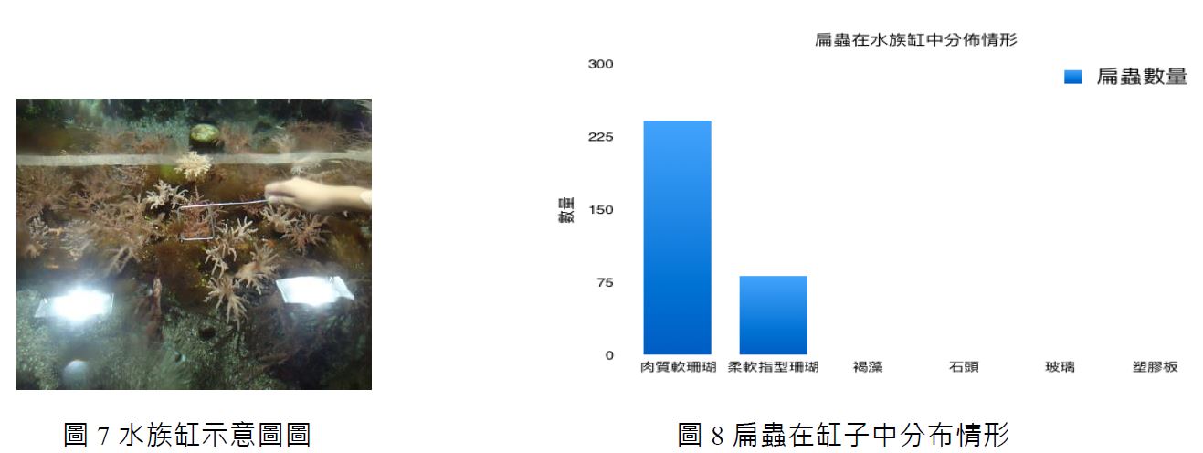 圖 7 水族缸示意圖圖、圖 8 扁蟲在缸子中分布情形