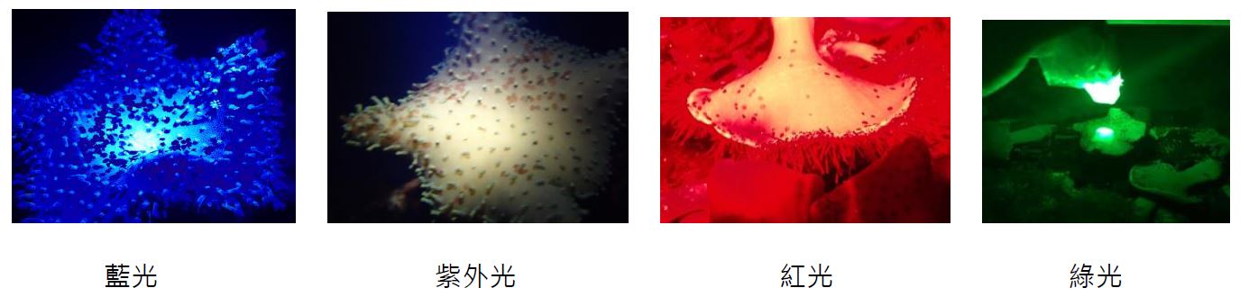 藍光、紫外光、紅光、綠光圖 9 色光照射下之分佈情形，扁蟲皆圍成一圓之情況（圓直徑/距離光之垂直距離）（公分）