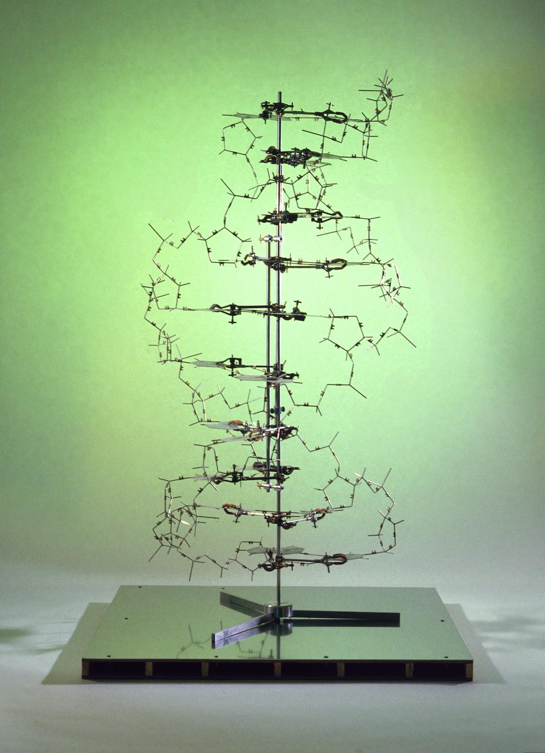 華生與克里克製作的DNA結構模型複製品，現保存於科學博物館（倫敦）。（圖／Science Museum Group）