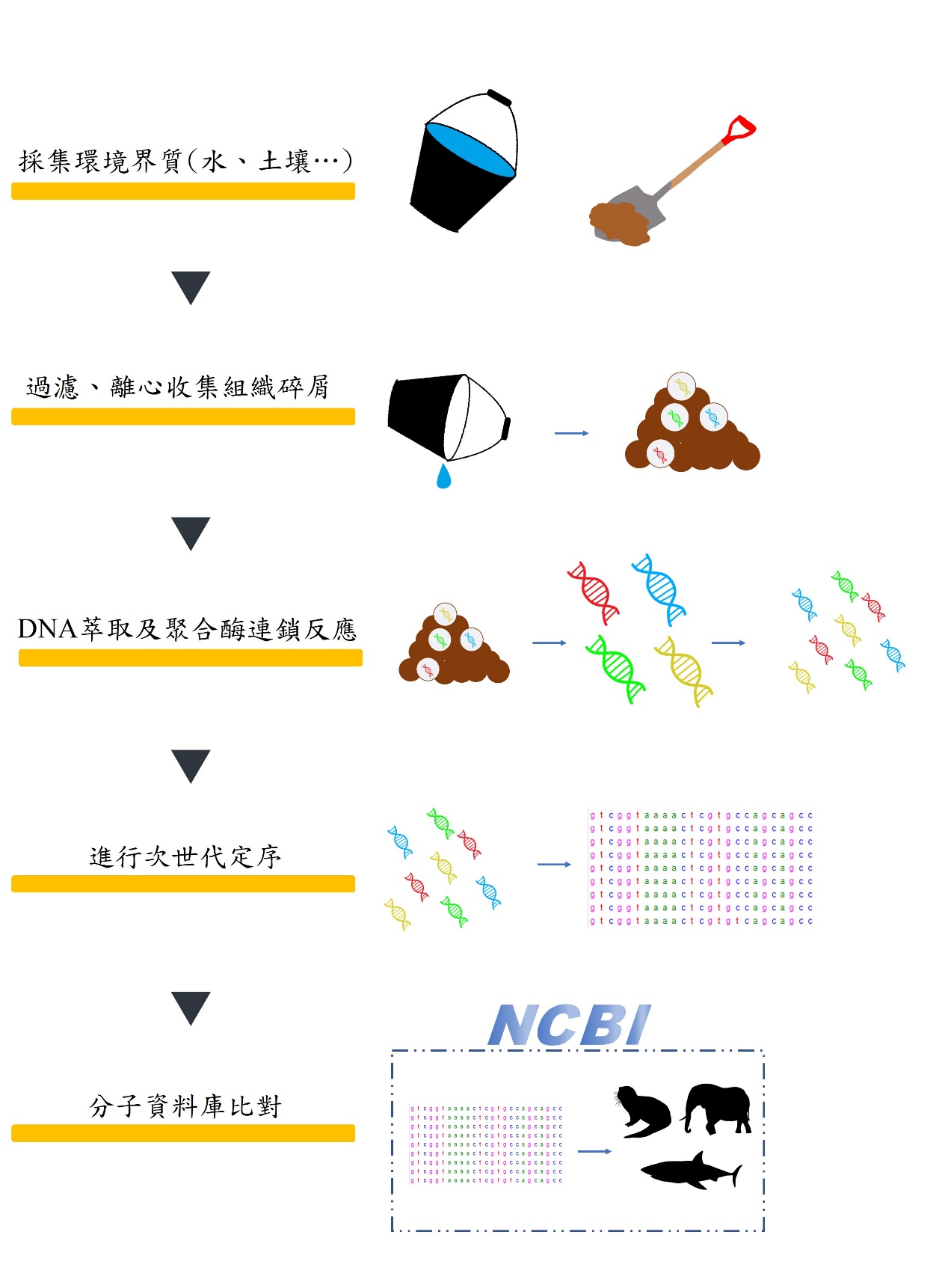 環境DNA採樣示意圖。於野外採集環境界質(如水、土壤等)過濾、離心後收集界質中的組織碎屑，透過DNA萃取及聚合酶連鎖反應放大目標序列片段後送往生技公司進行次世代定序，最終將序列上傳至分子資料庫辨識物種(劉祐辰 制)。