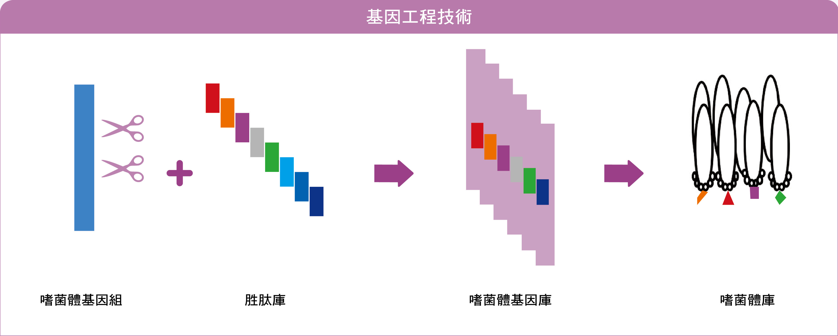 基因工程技術：利用基因工程技術把隨機突變所得到的胜肽庫嵌入噬菌體基因組得到噬菌體基因庫，進而得到表面帶有不同標籤的噬菌體庫。