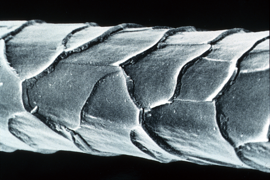 顯微鏡下的羊毛纖維。（圖 / science image）