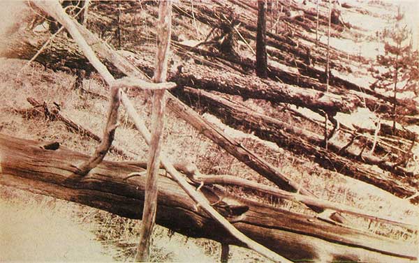 通古斯加爆炸地點所拍攝到傾倒的樹木,Wikimedia commons