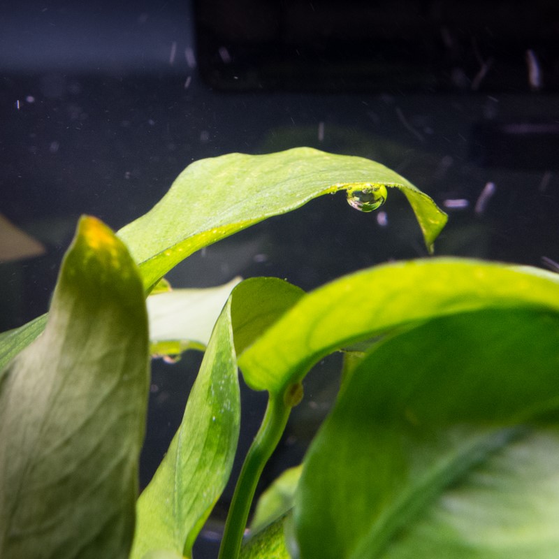 光合作用的原料是水與二氧化碳，產物是氧氣與醣。由於原料的取得考量，人工光合作用適合於水下的環境。
