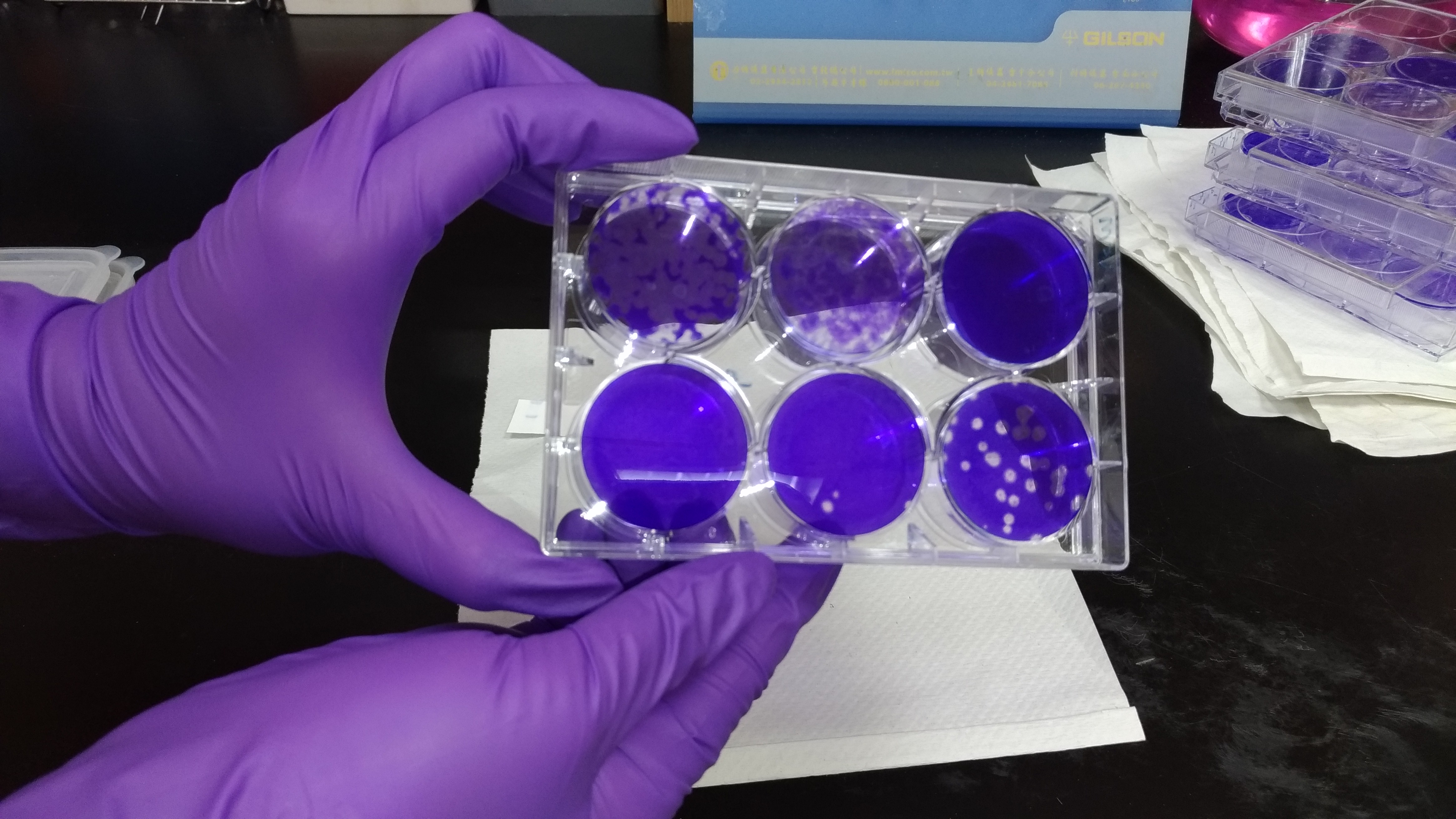 以溶斑分析（plaque assay）測量病毒含量（virus titer）。（圖／劉馨香攝）