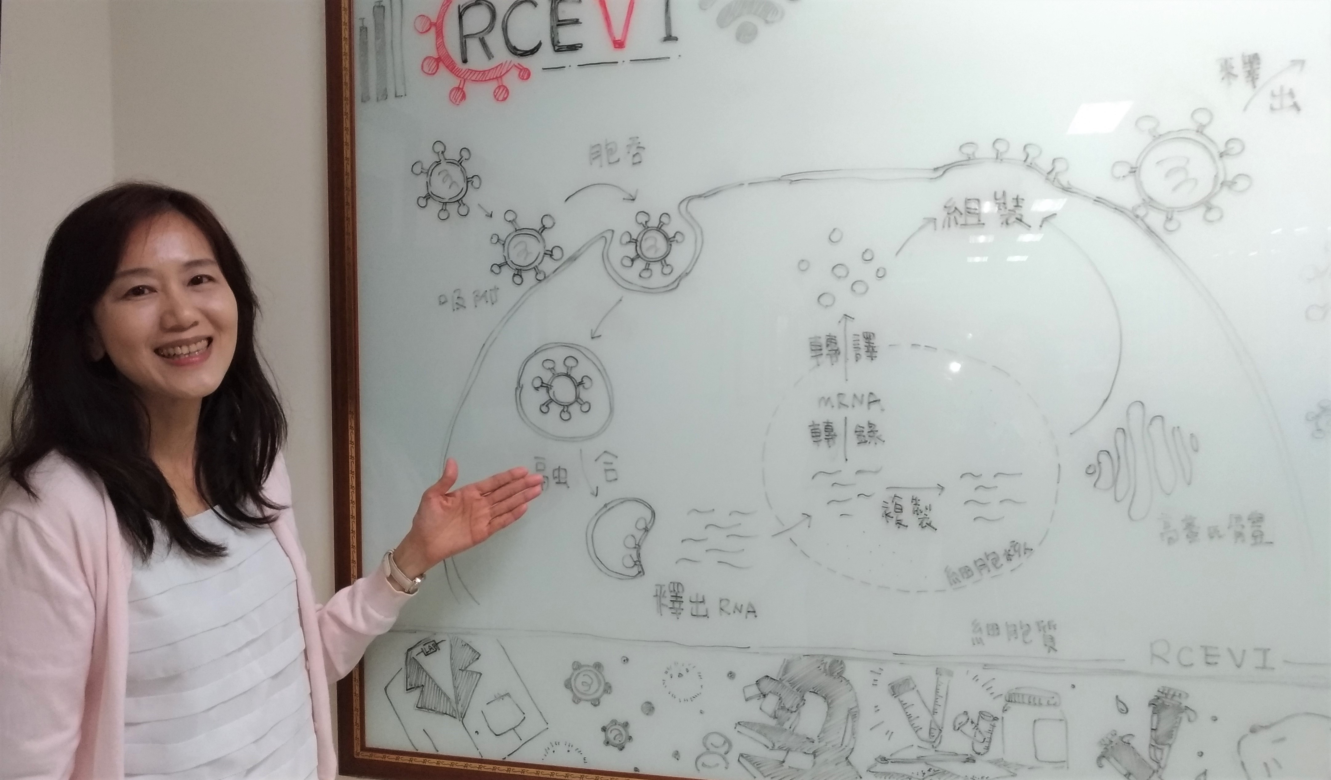 施信如主任與手繪的病毒生活史插畫。（圖／劉馨香攝）