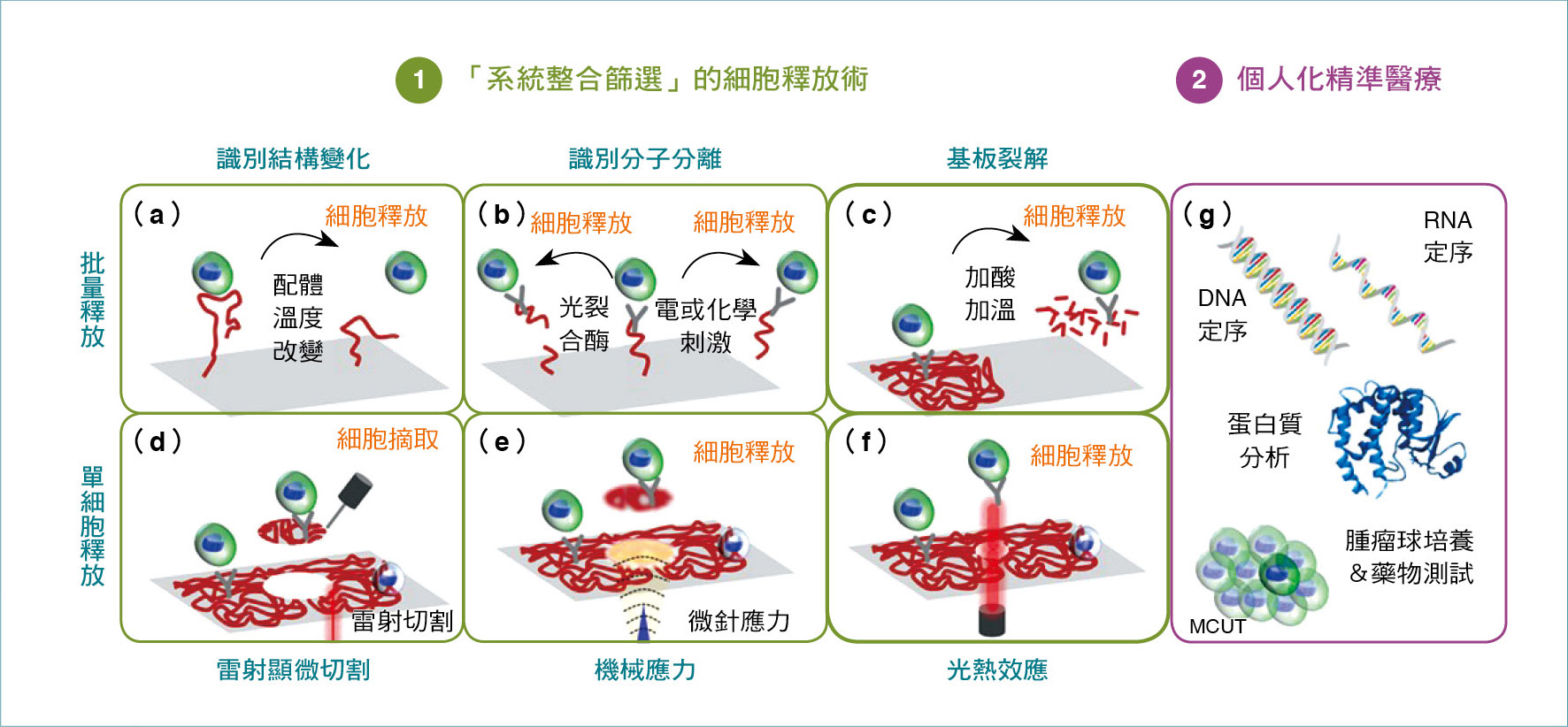 目前「系統整合篩選」生物晶片的循環腫瘤細胞釋放術，以及個人化精準醫療的示意圖。