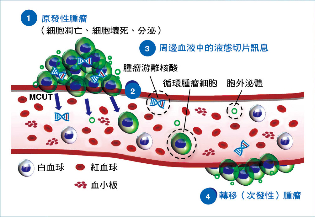 腫瘤轉移至遠處器官的4個主要階段:（1）原發性腫瘤內的癌細胞轉變成侵略性表現，其源自於細胞在細胞凋亡、壞死、分泌時所產生；（2）腫瘤游離核酸、循環腫瘤細胞、胞外泌體由原位腫瘤剝離並進入血液循環中；（3）上述3種液態切片訊息經由循環散布到遠端器官；（4）吸引循環腫瘤細胞於特定遠端組織存活，最終適應及形成遠端轉移（次發性）腫瘤。