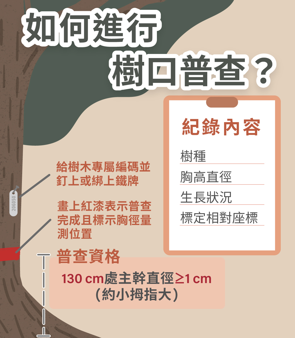樹口普查流程與紀錄內容說明。（圖／沈佩泠 繪）