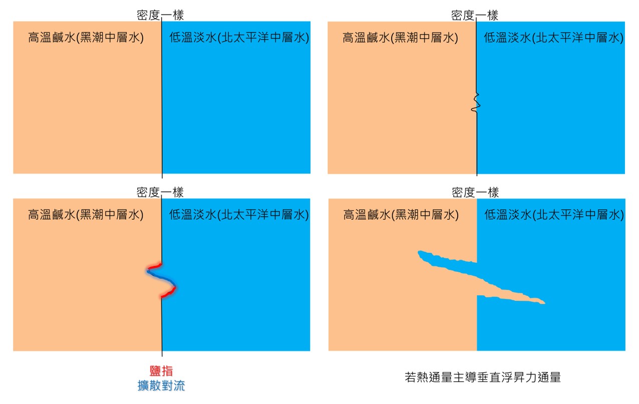 產生千層糕水文結構的示意圖，當溫度混合比鹽度快時，高溫高鹽水因溫度下降，密度提高而發生「鹽指現象」，造而圖中的初始擾動向左右兩方成長，進而導致黑潮中層水有千層糕的水文結構。（圖／臺大海洋所提供）