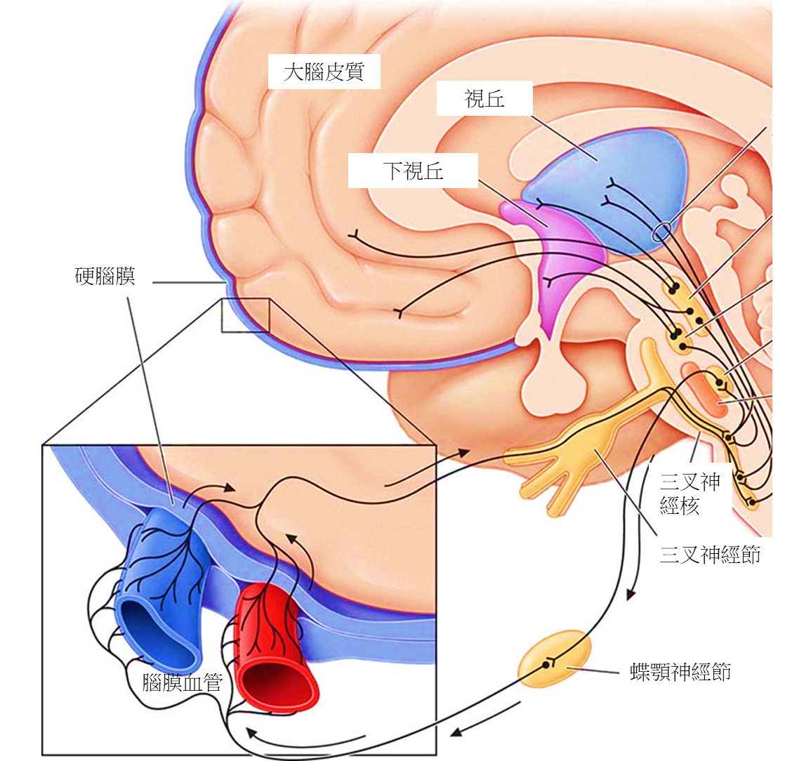 偏頭痛的原因之一就是來自腦膜周圍的三叉神經末梢纖維被活化而帶起的連鎖反應。（圖／陳世彬提供）