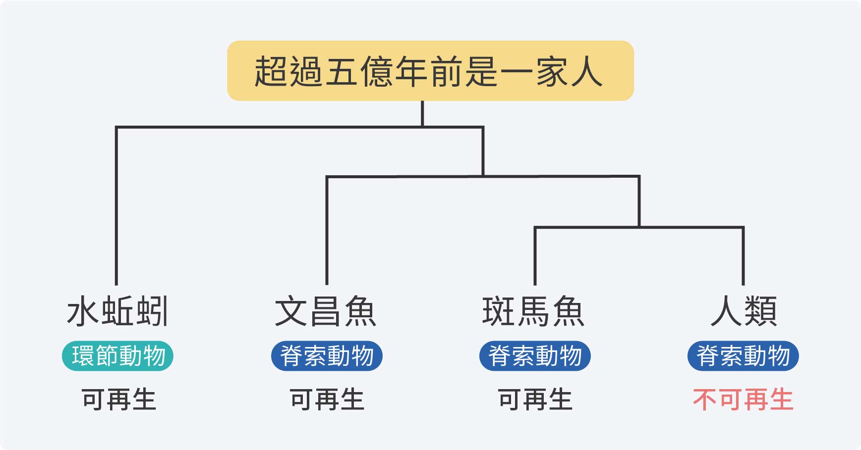 人類、斑馬魚、文昌魚、水蚯蚓的親戚關係。這些動物在五億年前有共同祖先。（圖／沈佩泠繪，資料來源：寒波）