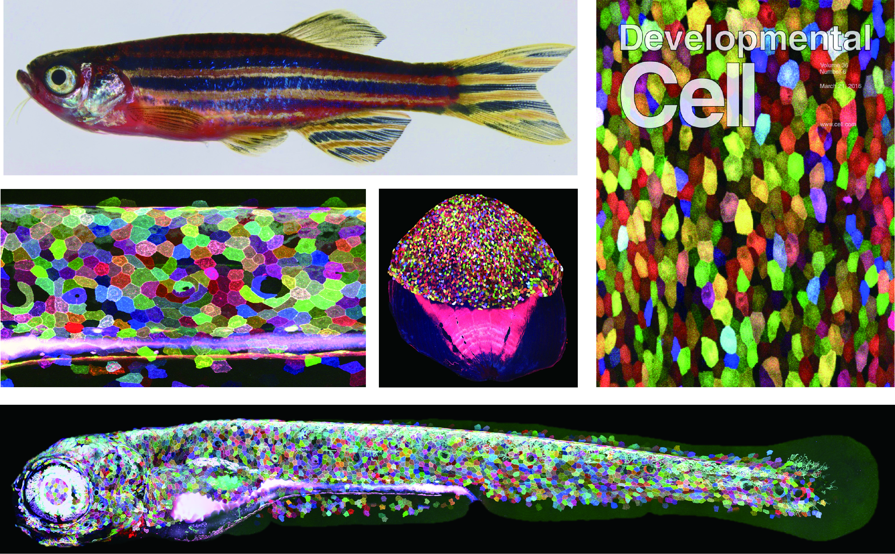 應用「Skinbow」技術所產生的斑馬魚。利用此技術，準確掌握細胞行蹤，有機會繪製完整的「再生藍圖」。（圖／陳振輝提供）