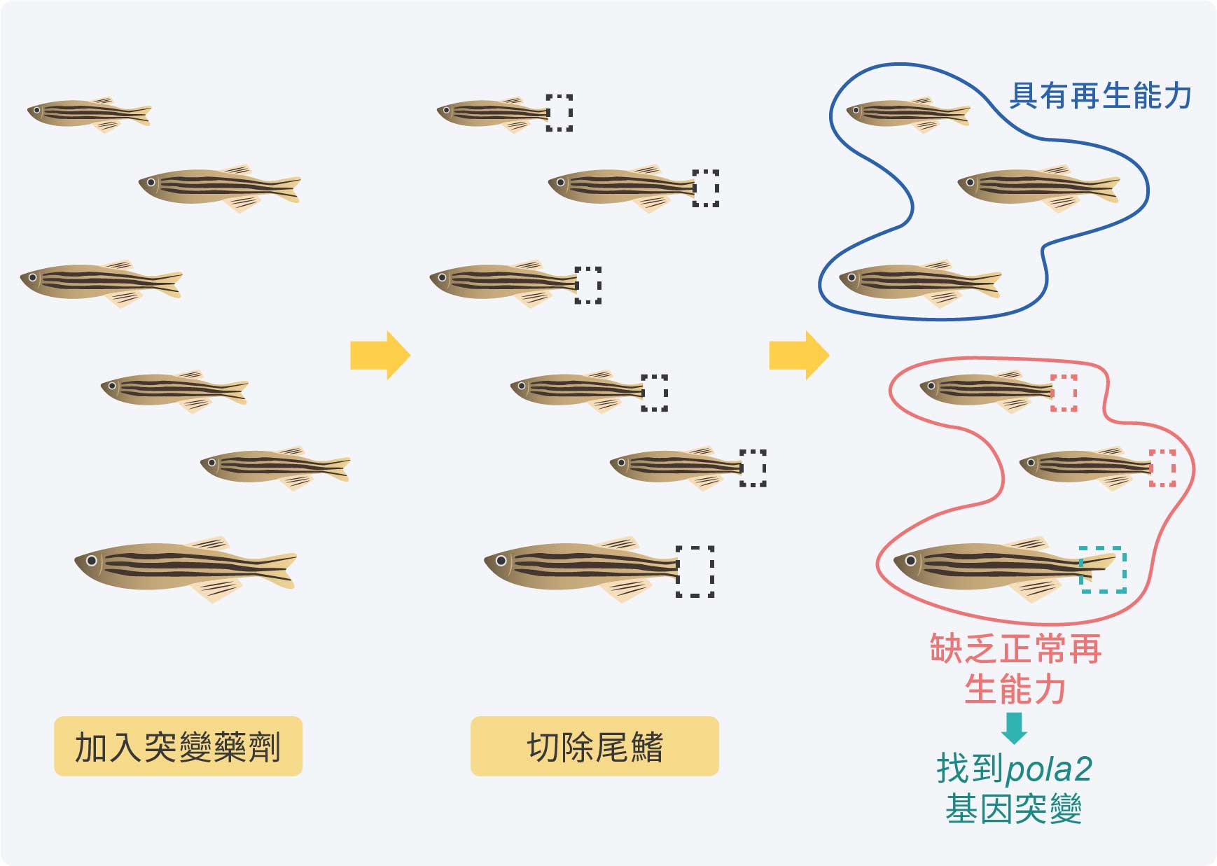 採取正向遺傳學的策略，篩選失去正常再生能力、且其表徵可以穩定遺傳的突變品系，最後進一步找到具體的基因。（圖／沈佩泠繪，資料來源：寒波）