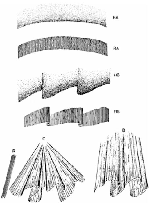 Auroral Atlas中分類的各種極光型態（圖／Auroral Pioneer〉