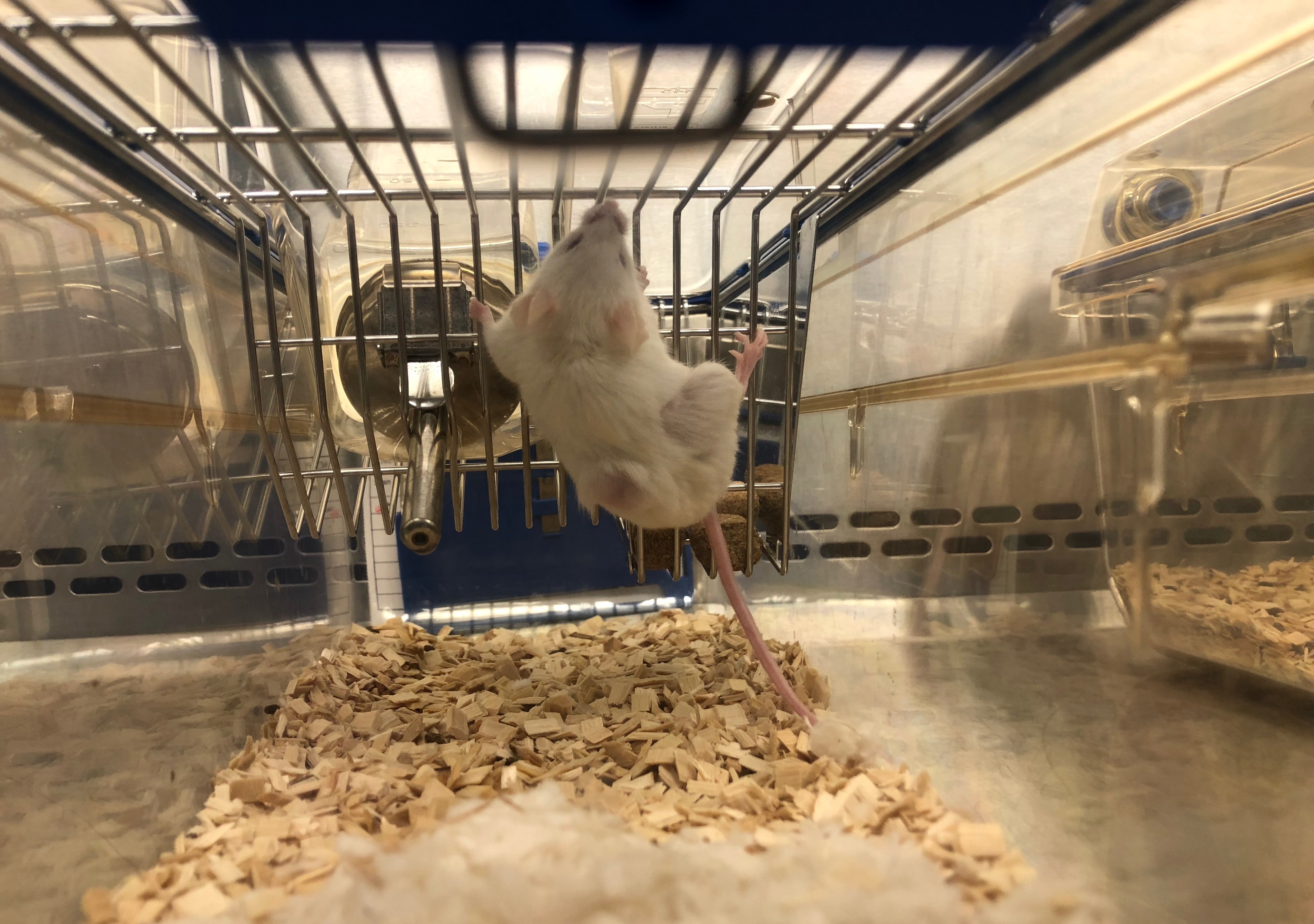 國研院動物中心成功研發出個人化癌症藥物測試的替身「阿凡達鼠」，圖為結直腸癌腫瘤移植小鼠。（圖／國家實驗研究院提供）