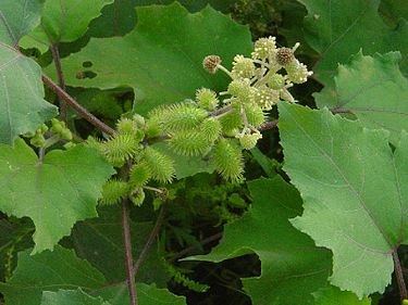 Cocklebur（圖／wiki）