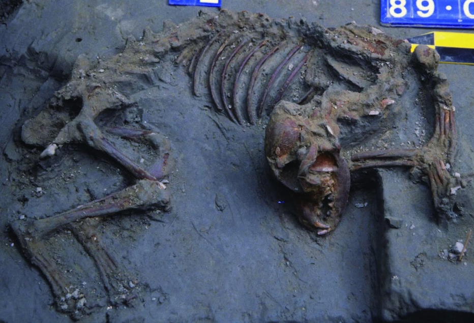 臺灣已知出土年份最早之家犬遺骸（圖／南科考古隊）